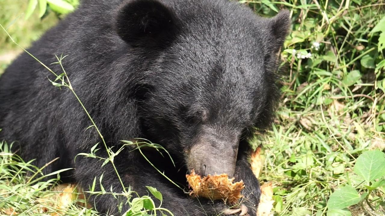 Bear Care Tour + Wildlife Rescue Center — photo 6