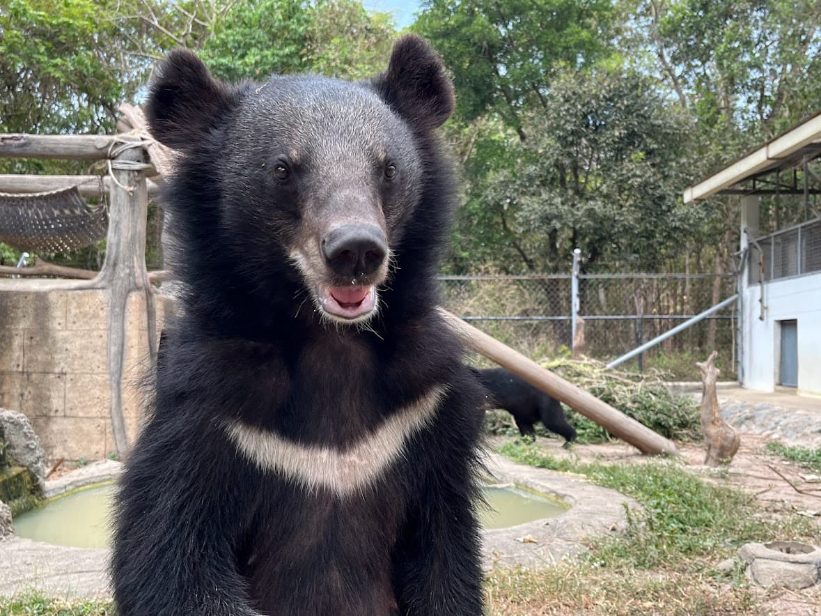 Bear Care Tour + Wildlife Rescue Center — photo 2