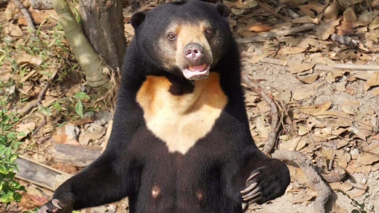 Bear Care Tour + Wildlife Rescue Center — photo 3