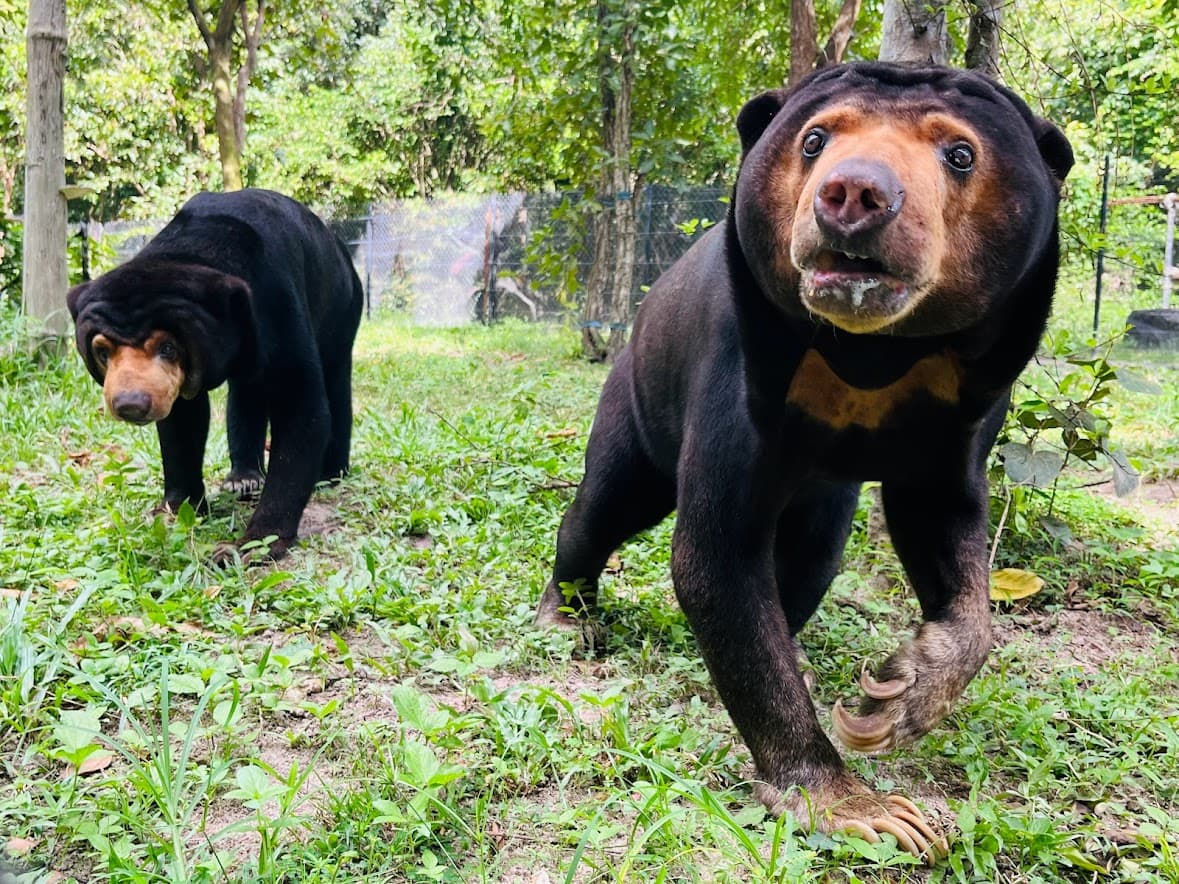 Bear Care Tour + Wildlife Rescue Center — photo 4
